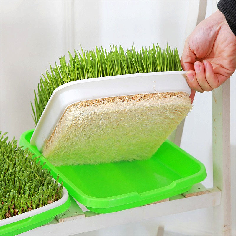 Automatic Wheatgrass Growing Tray | Self-Watering Hydroponic Sprout Planter for Home