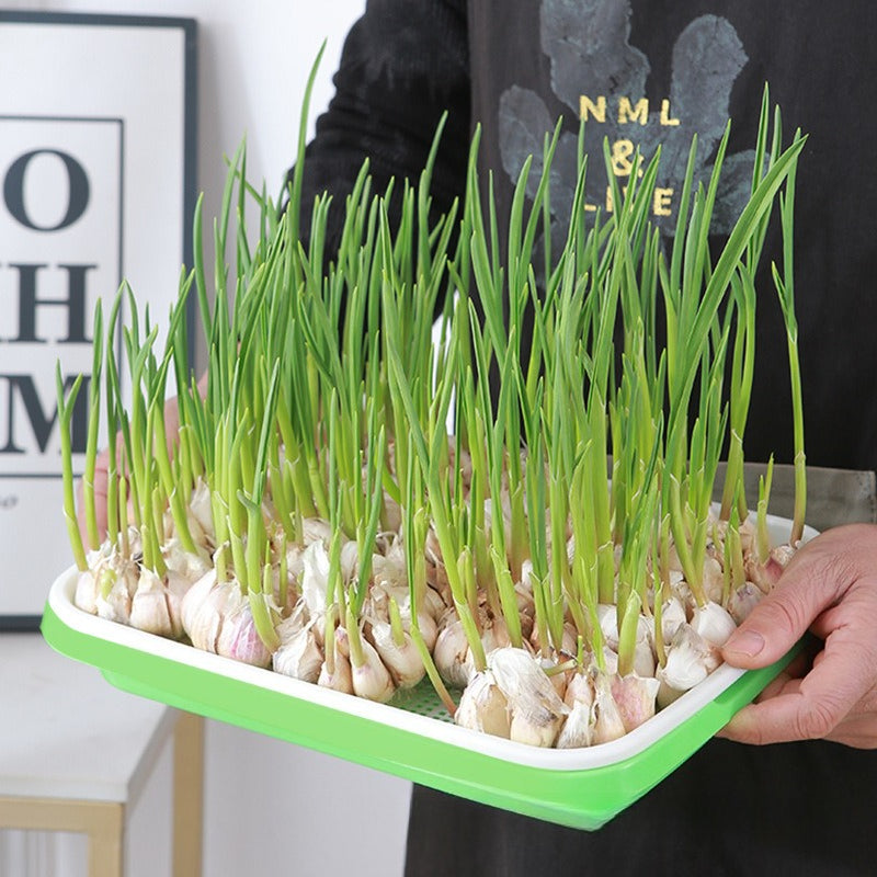 Automatic Wheatgrass Growing Tray | Self-Watering Hydroponic Sprout Planter for Home