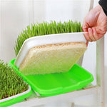 Automatic Wheatgrass Growing Tray | Self-Watering Hydroponic Sprout Planter for Home
